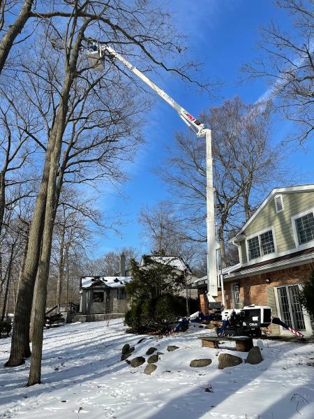 Spears Tree Services