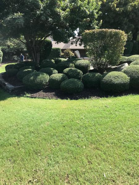 Vasquez Tree and Landscaping Service