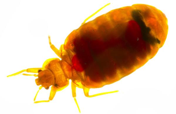Acclaimed Pest Control Corporation