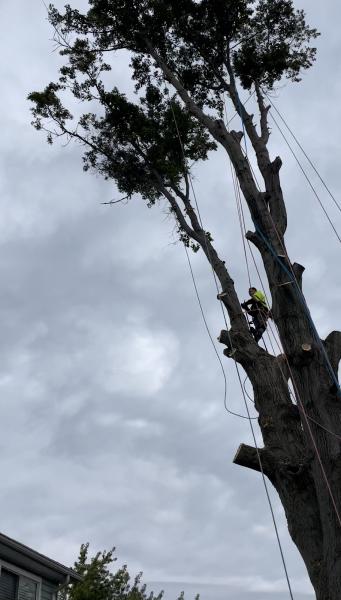 Gibbs Tree Services