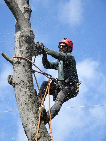 Golden Valley Tree Service