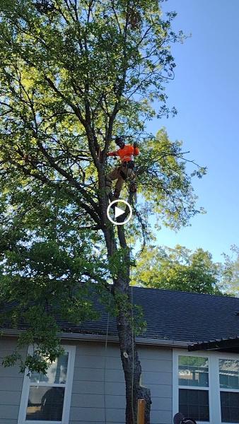 That Guys Tree Service