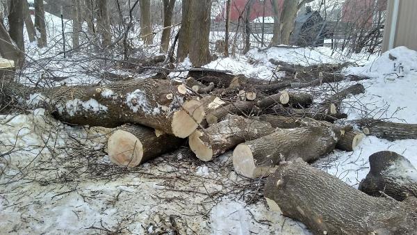 Tree Frog Outdoor Specialists