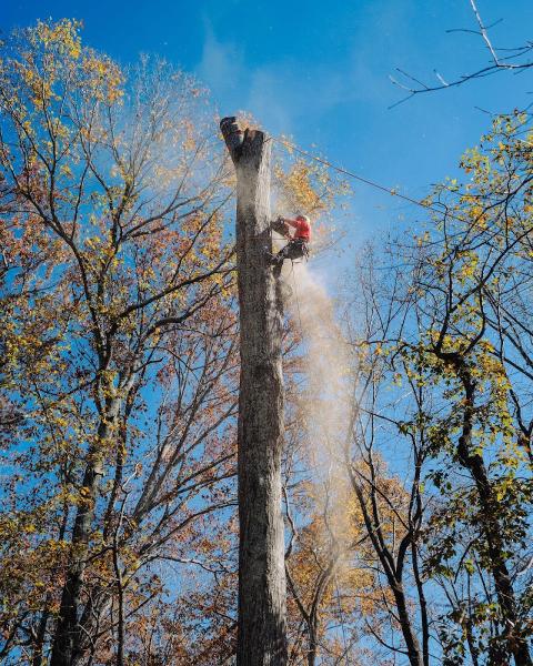 Northside Tree Professionals