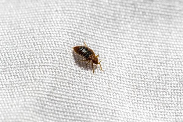 Dial A Bug Pest Control
