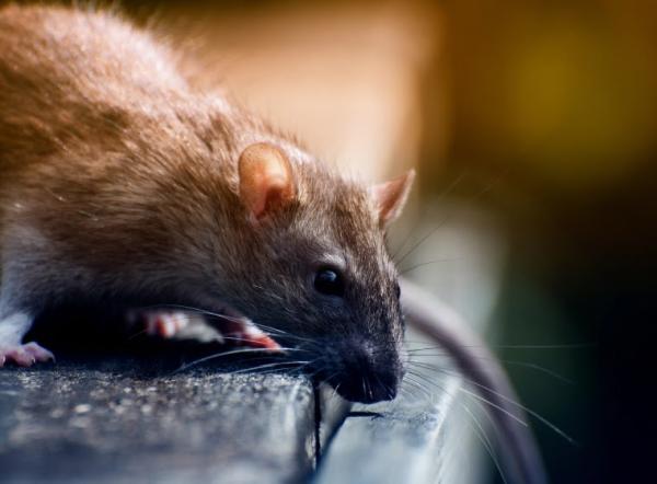 Rigo Pest Prevention