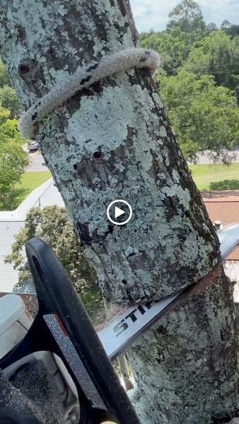 Evergreen Tree Service
