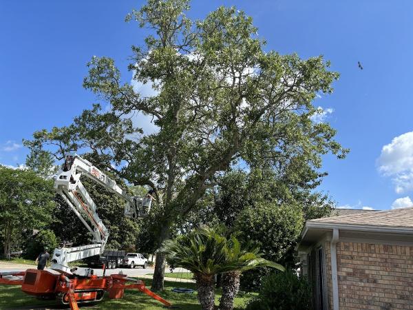 Evergreen Tree Service