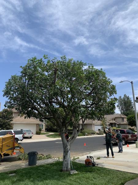 Natural Tree Services Inc