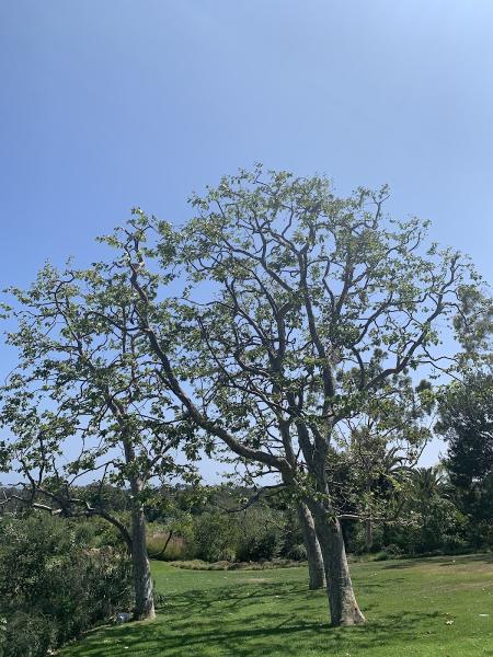 Natural Tree Services Inc