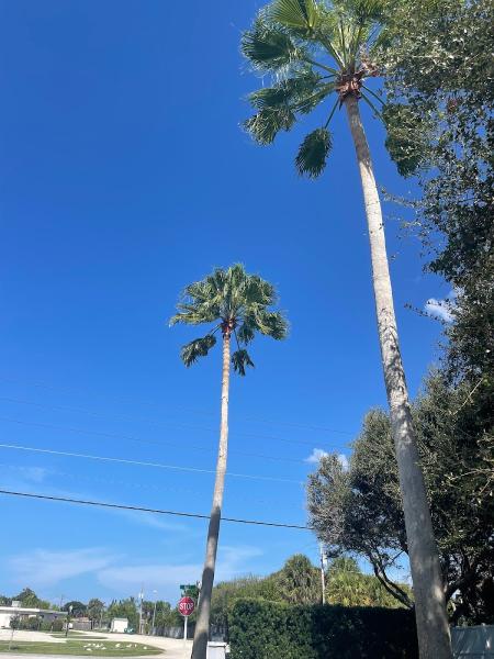 Clean Palms LLC