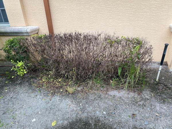 Bug Assassin Pest Management