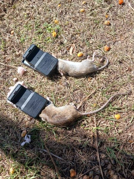 Wisdom Pest Control LLC