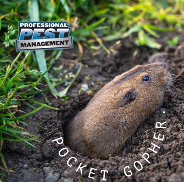 Professional Pest Management
