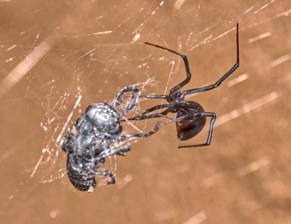 Green Force Pest Control