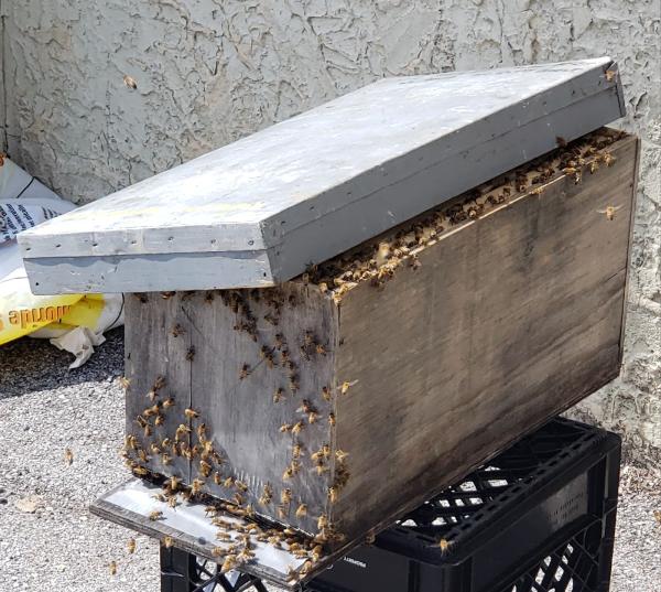 Advanced Pest Specialists