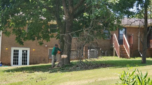 Star Tree Service Atlanta