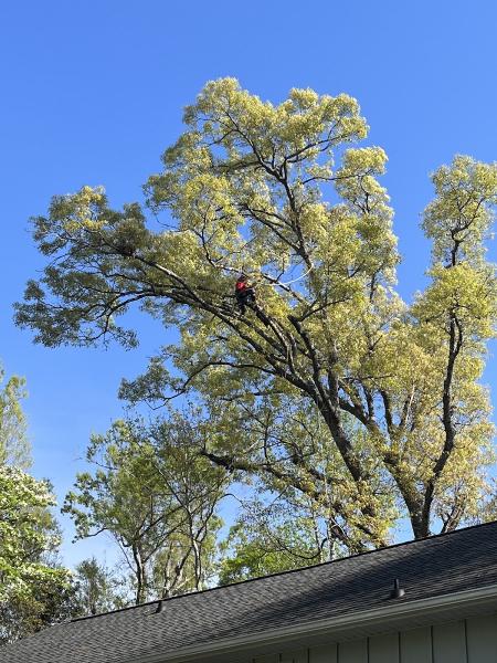 Brinker Tree and Land Service