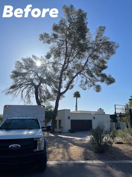 TDR Tree Solutions