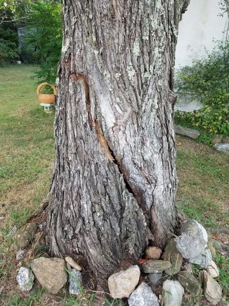 Penny's Roofing & Tree Service