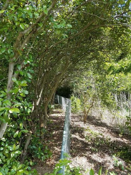 Home Brewed Tree Service