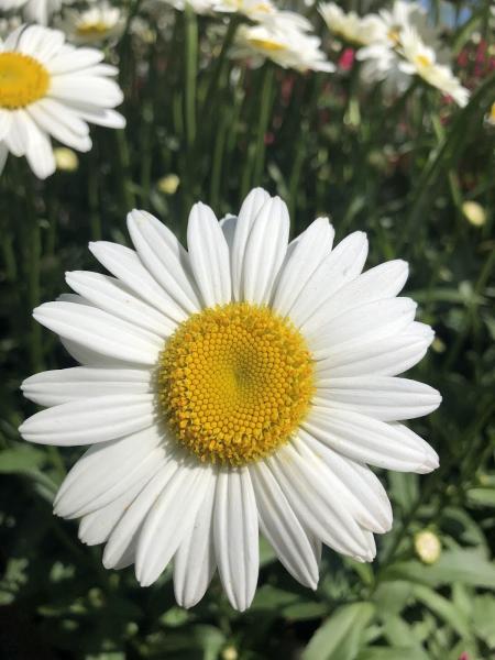 Dundee Landscaping & Wholesale Nursery