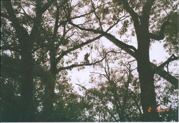 Arundel Tree Service