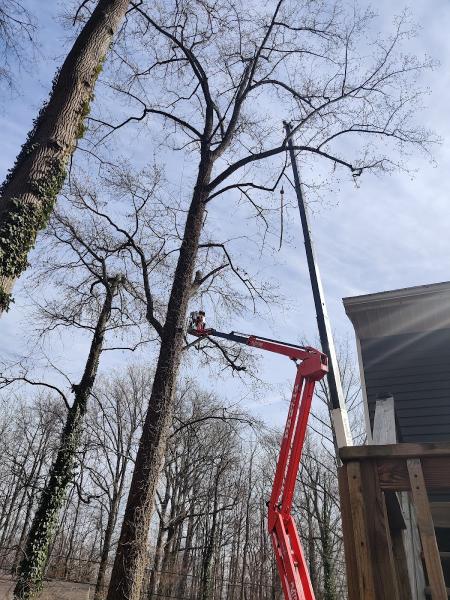 Arundel Tree Service
