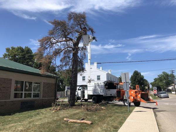 Marcum Tree Service