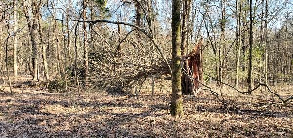 Riley's Tree Care