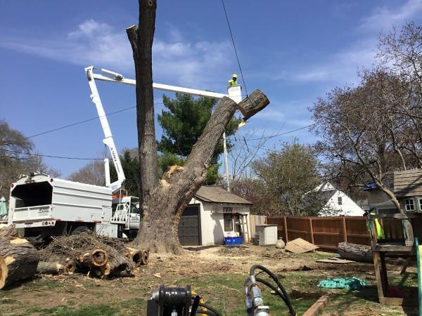 Choice Tree Service