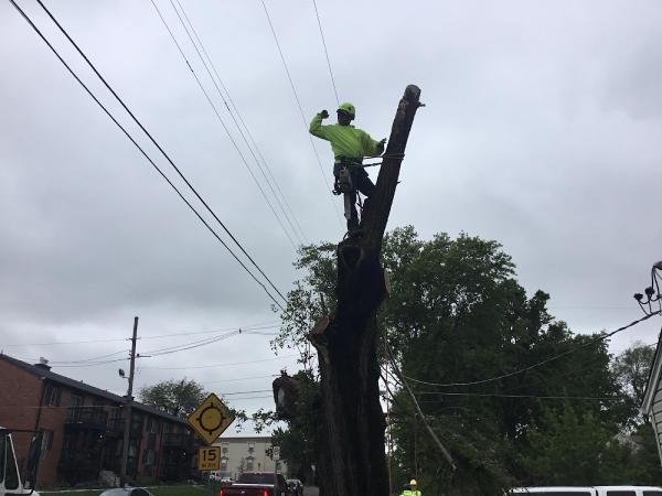 Choice Tree Service