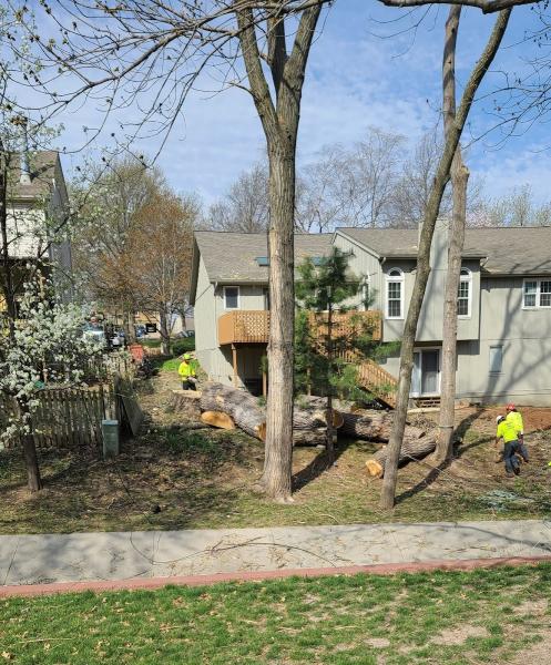 Choice Tree Service