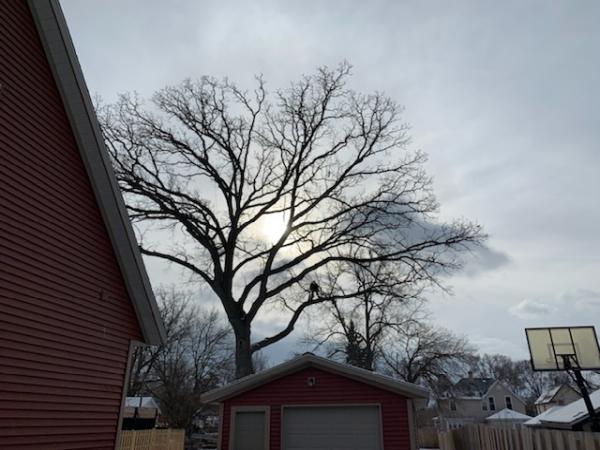 Muller Brothers Tree Service LLC Now @ the Lawn Ranger