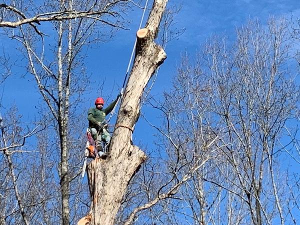 Flores Tree Service Inc.