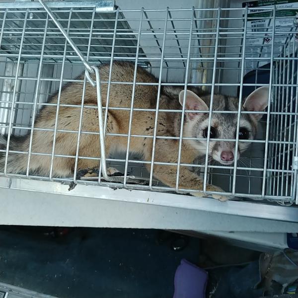 North Shore Pest Control