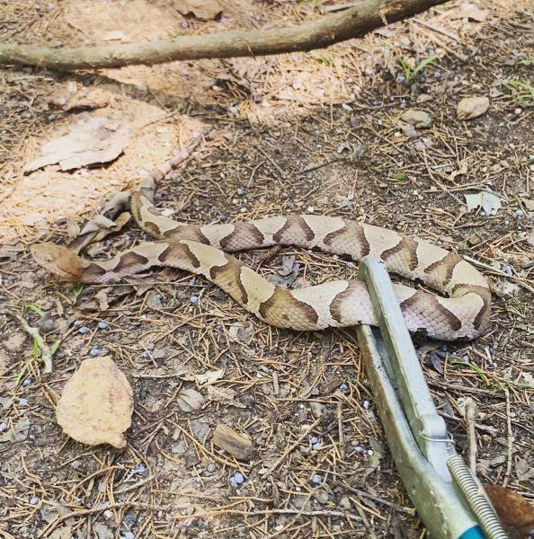Wildman Wildlife Removal