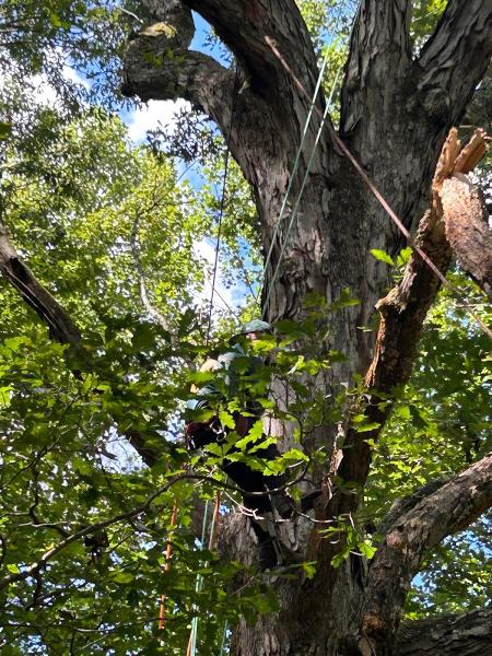 All In Tree Services and Pro