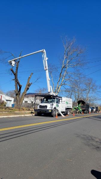 KSD Tree Service