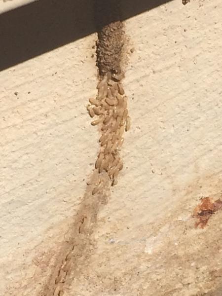 Arizona Termite Specialists