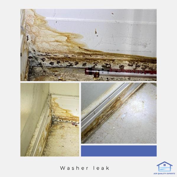 Air Quality Experts Mold Testing & Inspection