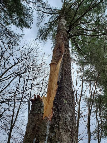 Red Squirrel Arborcare