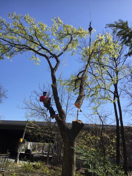 JFJ Tree Service