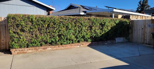 Efrain Tree Services