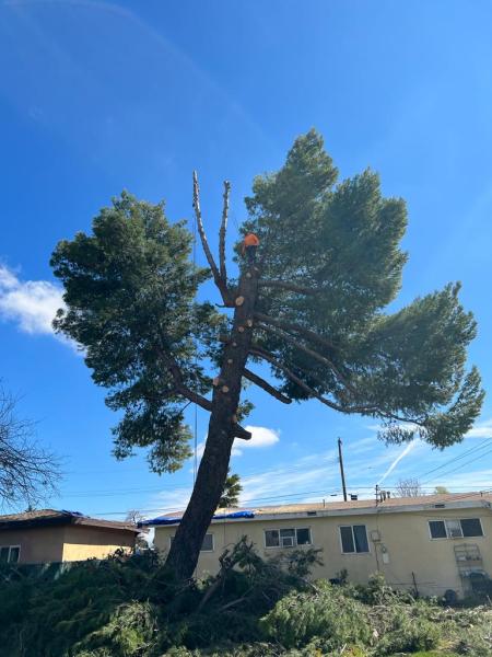 Efrain Tree Services