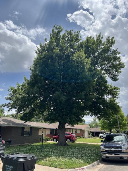 Cole's Tree Services