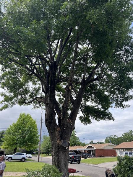 Cole's Tree Services
