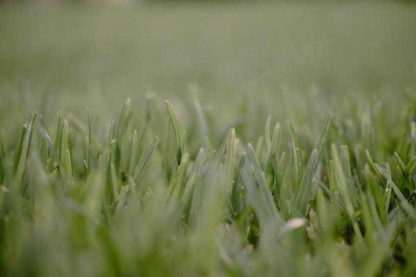 Green-Grounds