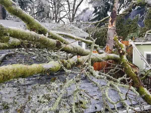 R & R Tree Service