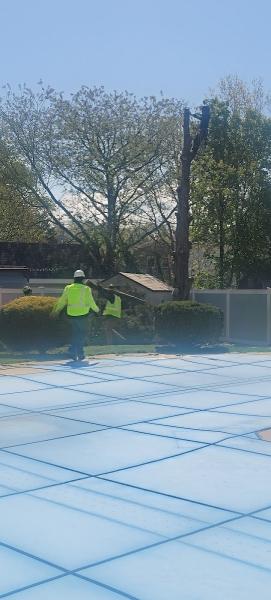 Corona Tree Service LLC